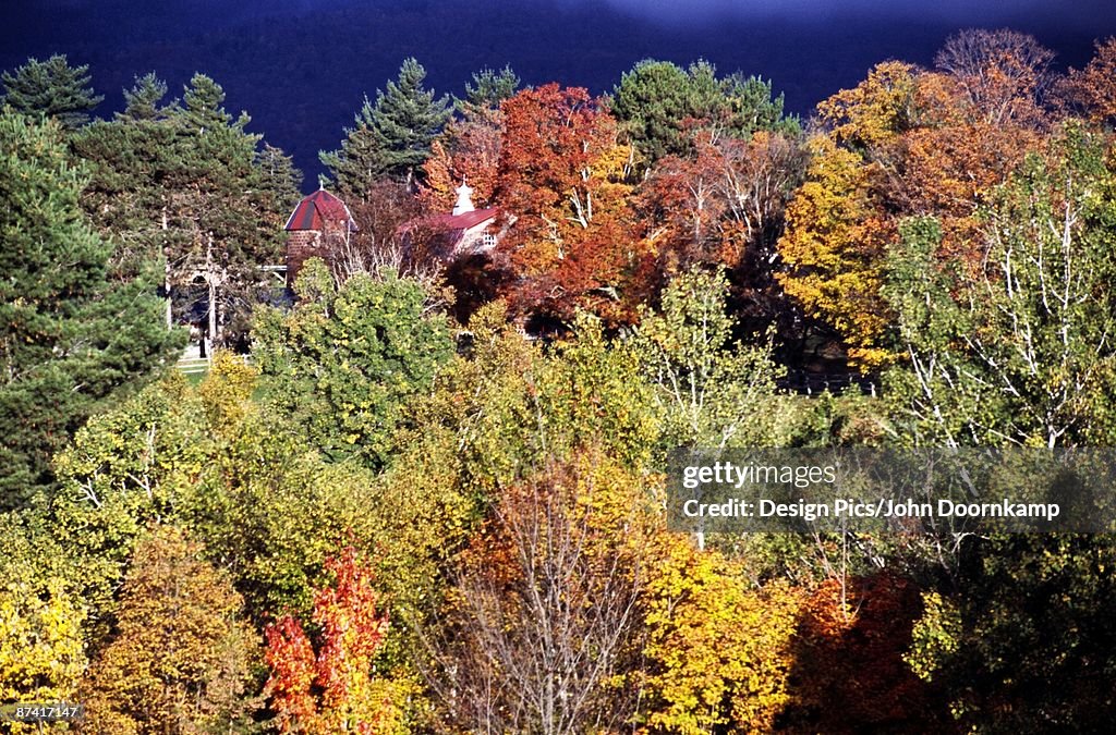 Fall forest