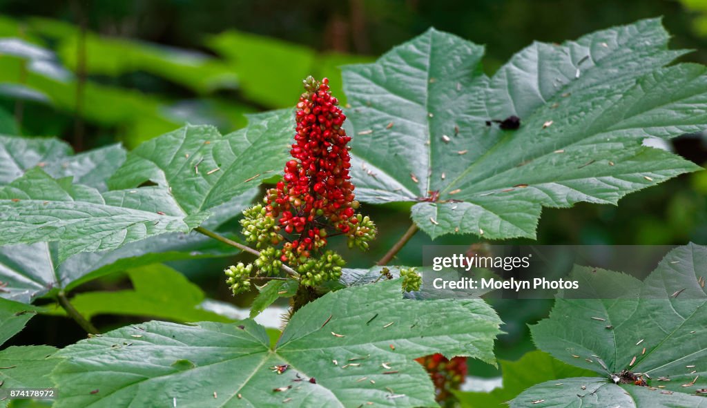 Devil's Club Berries