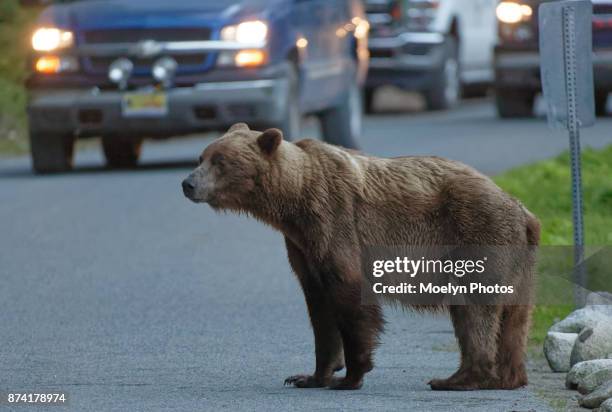 grizzly sow standing in road - sow bear stock pictures, royalty-free photos & images