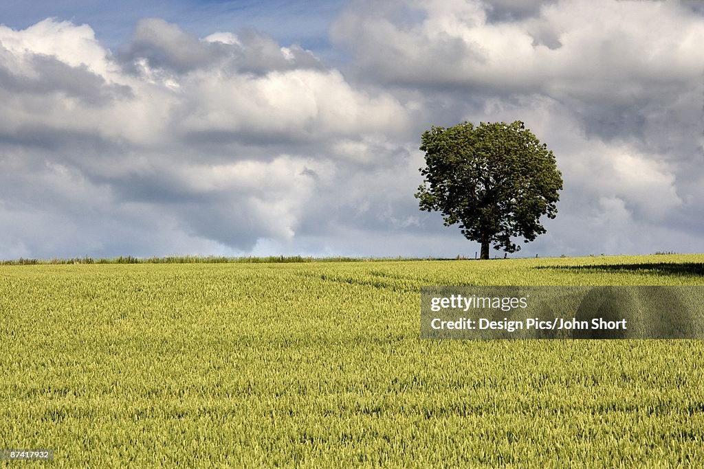 North Yorkshire, England; Wheatfield