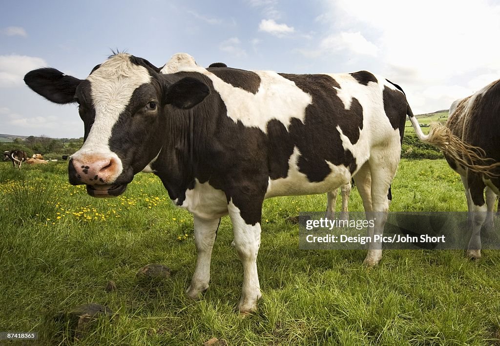 Cows In A Field