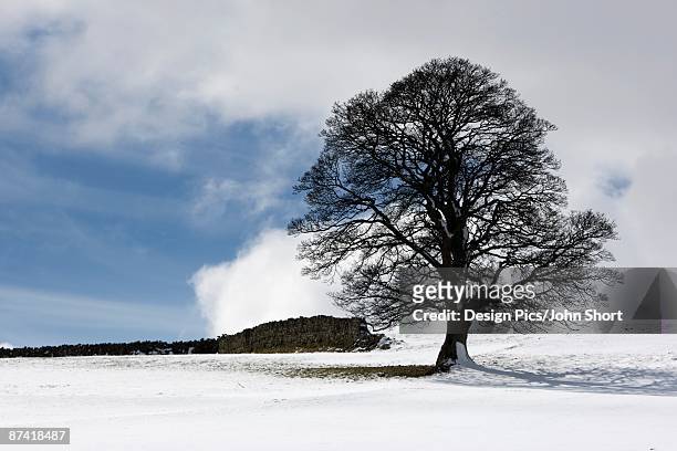 snowy field and tree - weardale bildbanksfoton och bilder