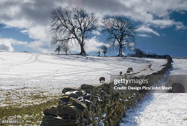 snowy field with stone fence, weardale, england - weardale stock pictures, royalty-free photos & images