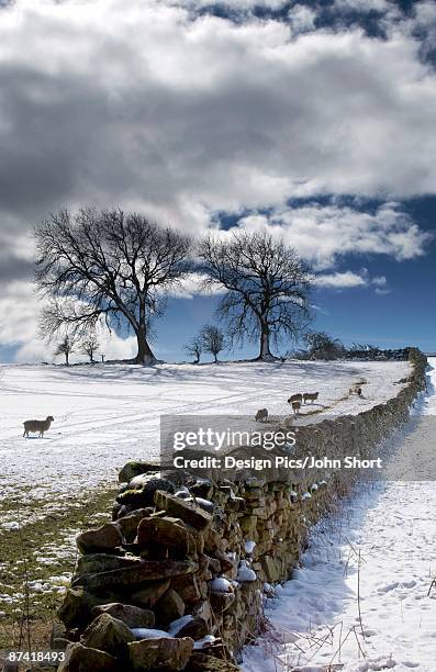 snowy field with stone fence, weardale, england - weardale stock pictures, royalty-free photos & images