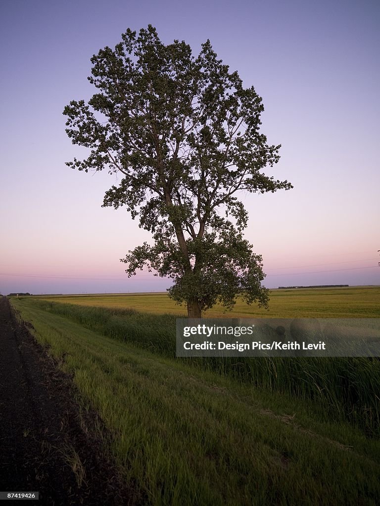 Lone tree in a field