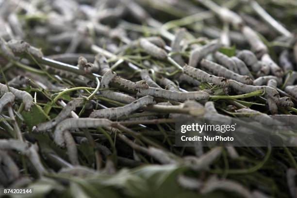 White silk worm is in hibernation phase at a silkworm farm at Rumah Sutera, Bogor, West Java, Indonesia, Tuesday, November 14, 2017. In Indonesia,...