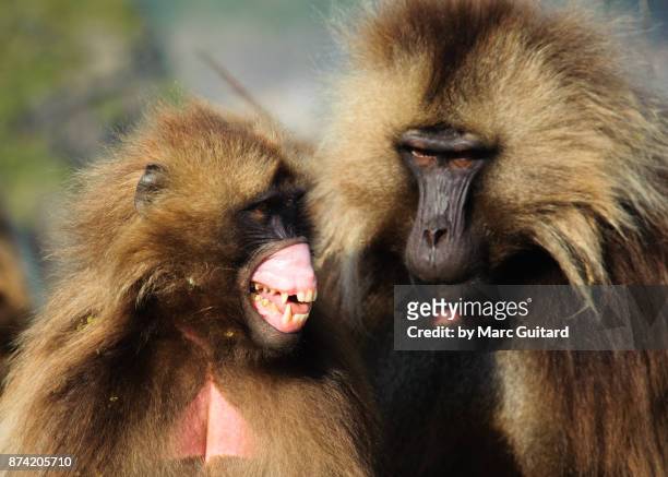 a gelada monkey (theropithecus gelada) opening its mouth wide to bear its teeth. simien mountains national park, ethiopia - lästern stock-fotos und bilder