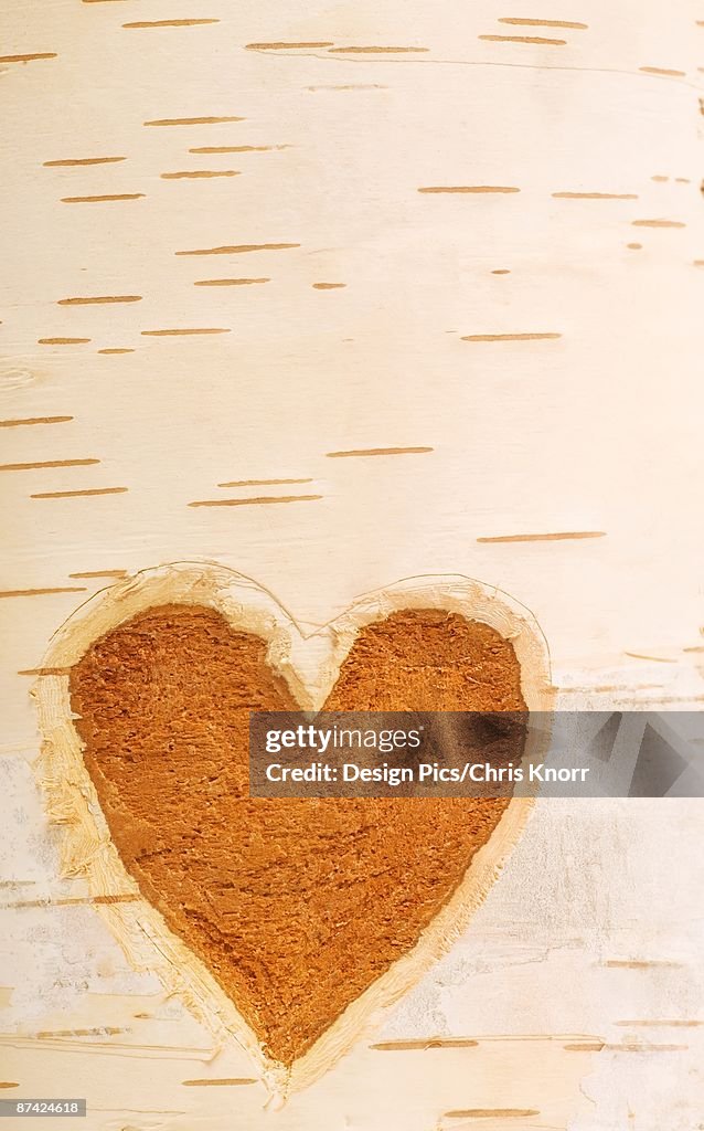 Heart shape carved in bark of tree