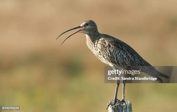 a curlew (numenius arquata) perched on a fence post with its beak open calling. - pico boca de animal fotografías e imágenes de stock