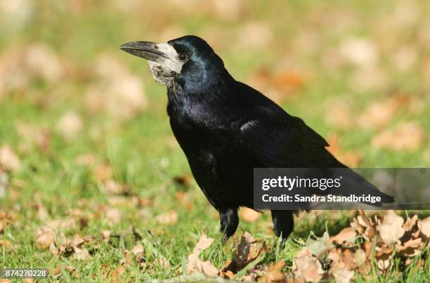 a stunning rook (corvus frugilegus) perched on the grass. it is collecting food to store for the winter. - rook - fotografias e filmes do acervo
