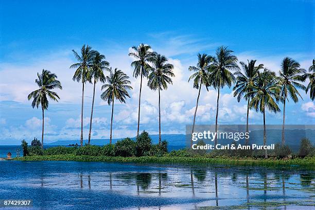 lagoon with palm trees - ann purcell stockfoto's en -beelden