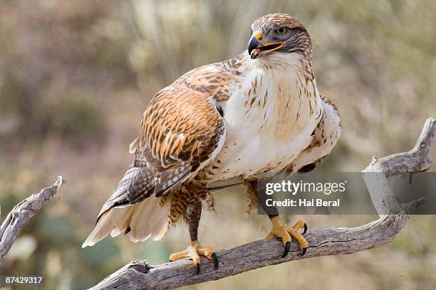 Ferringulus Hawk 125 Ferruginous Hawk Stock Photos, High-Res Pictures, and Images ...