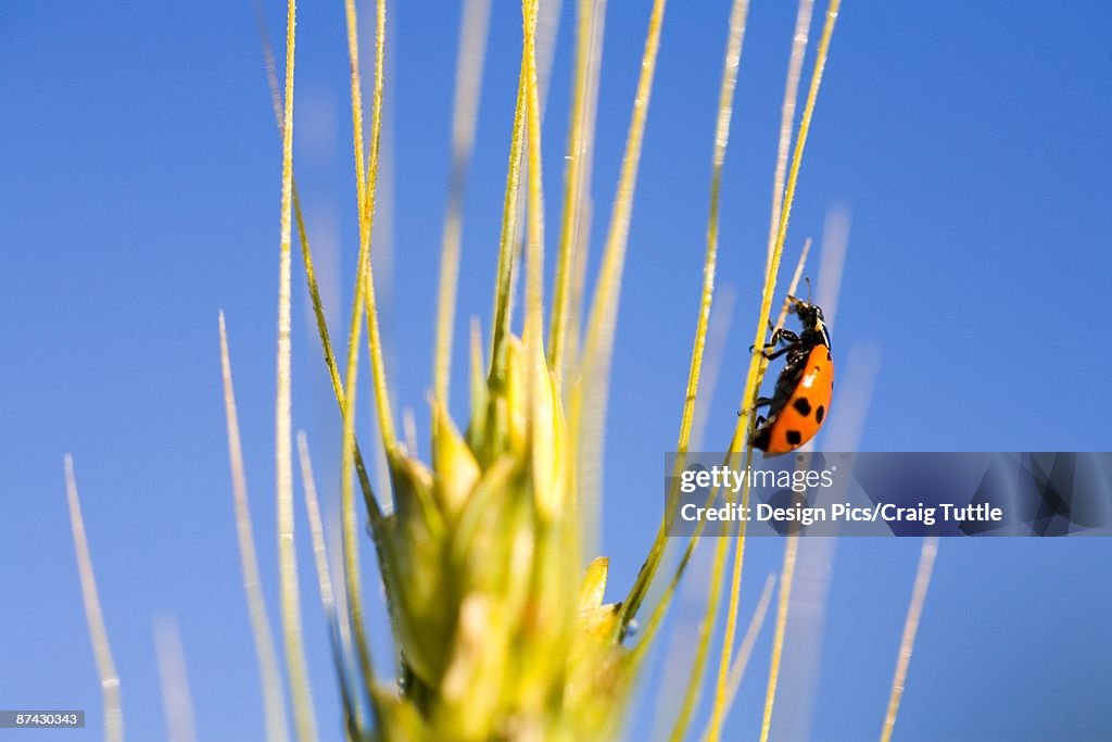 Lady bug on wheat