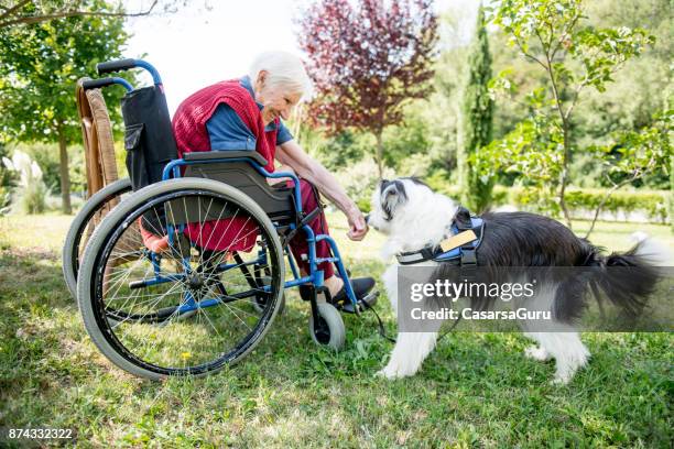 donna anziana che gioca con pet dog all'aperto - service dog foto e immagini stock