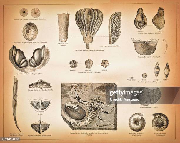 carboniferous fossils - carboniferous stock illustrations