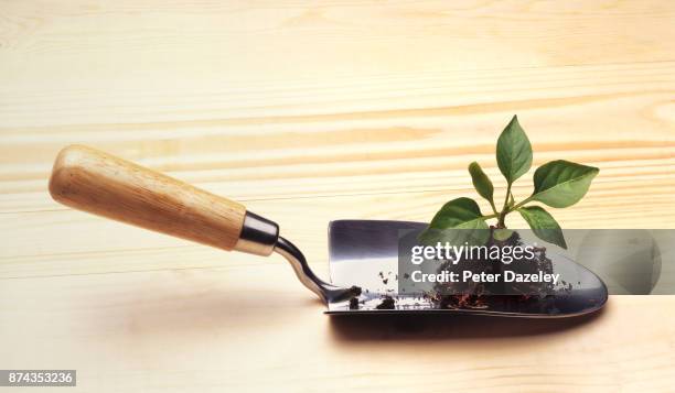 sweet pepper plant on trowel - trowel stock pictures, royalty-free photos & images