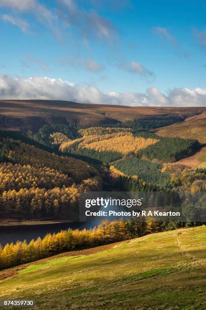 autumn colour in the upper derwent valley, derbyshire - bacino derwent foto e immagini stock