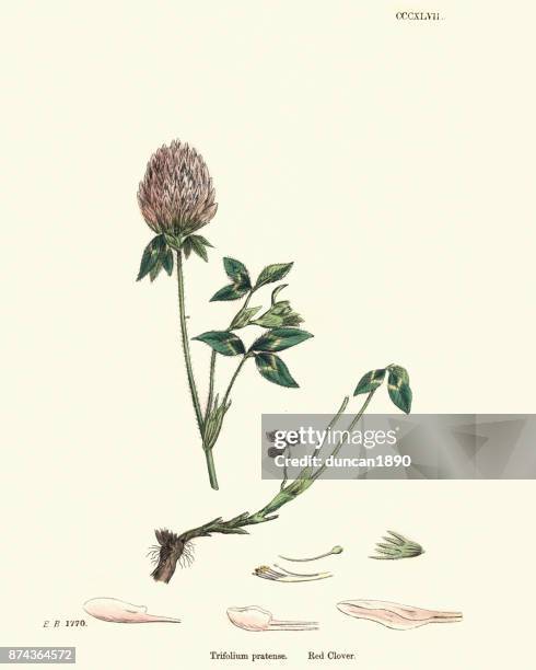 natural history - botany - red clover, trifolium pratense - clover sprouts stock illustrations