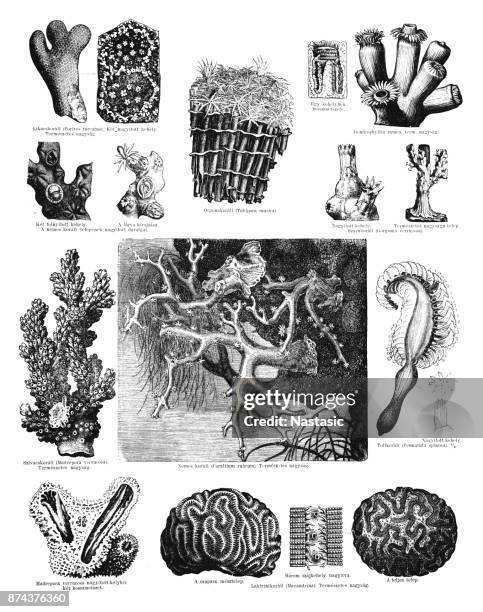 corals - organ pipe coral stock illustrations