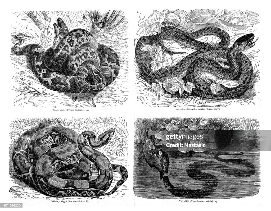Snakes