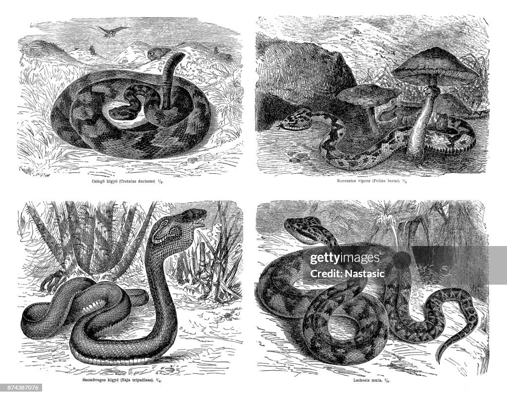 Snakes
