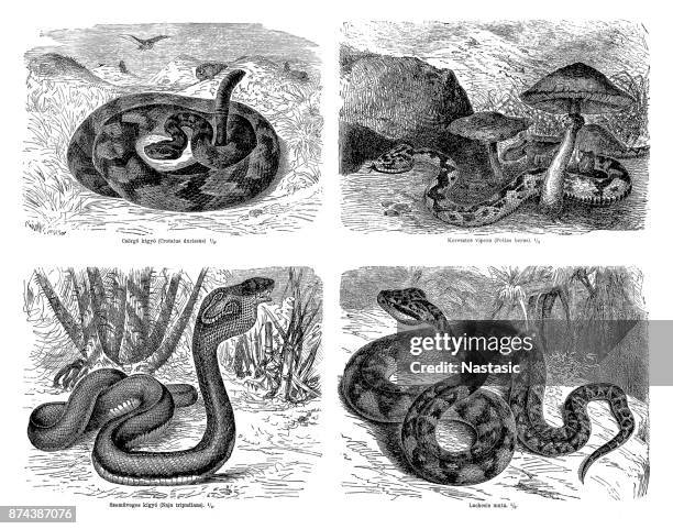 snakes - water snake stock illustrations