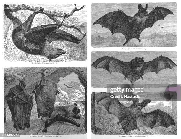 bats (chiroptera) - noctule bat stock illustrations