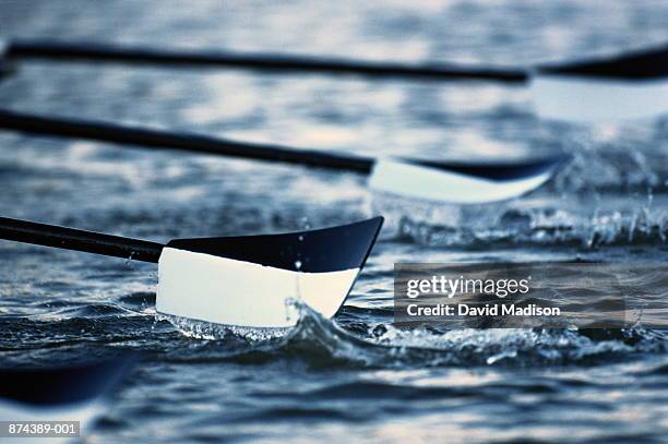 rowing, oar blades in water, close-up - remo de competición fotografías e imágenes de stock