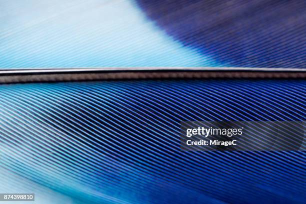 blue feather texture macrophotography - feather stockfoto's en -beelden