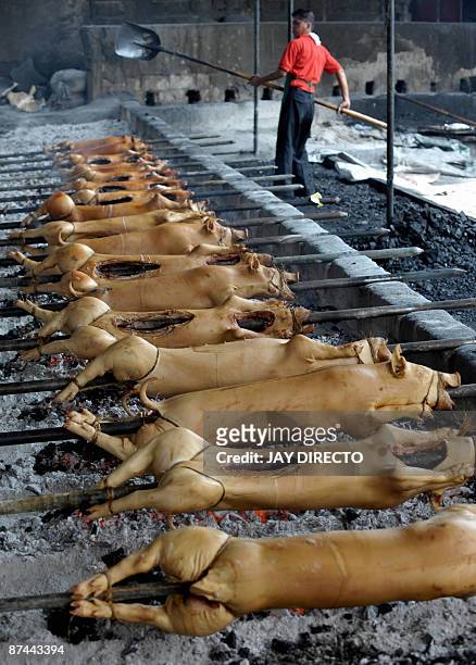 Man roasts pigs which will be paraded through the La Loma district of Manila on May 17 as part of an annual festival. Roast pigs, called "lechon"...
