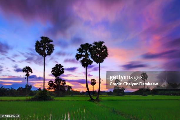 sugar palm trees on the paddy field in early morning. - palm sugar stock pictures, royalty-free photos & images