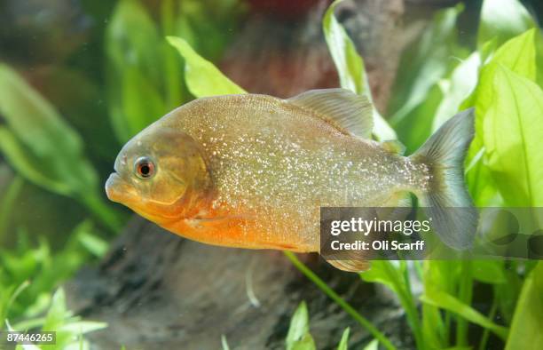 Pifan Fish 1,621 Piranha Fish Stock Photos, High-Res Pictures, and Images - Getty ...