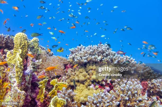 sea life on beautiful coral reef with lot of tropical fish in red sea - marsa alam - egypt - coral hind stock pictures, royalty-free photos & images