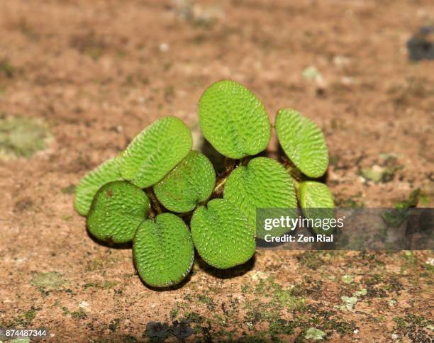 salvinia minima - also called common salvinia or water spangles in florida, usa - salvinia stock pictures, royalty-free photos & images