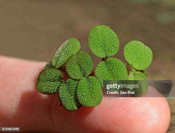 salvinia minima, also called common salvinia or water spangles on fingertip for size perspective - salvinia stock pictures, royalty-free photos & images