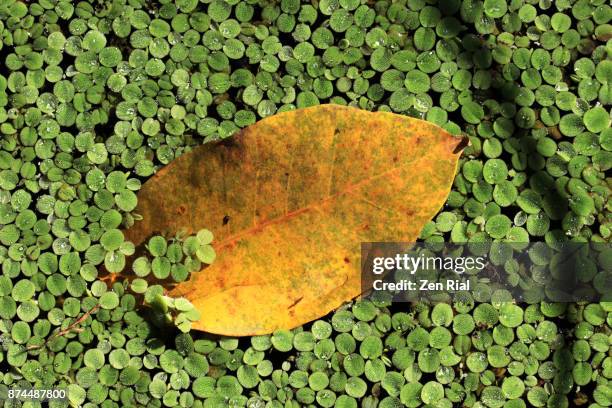 salvinia minima - also called common salvinia or water spangles and a fallen leaf for size comparison - salvinia stock pictures, royalty-free photos & images