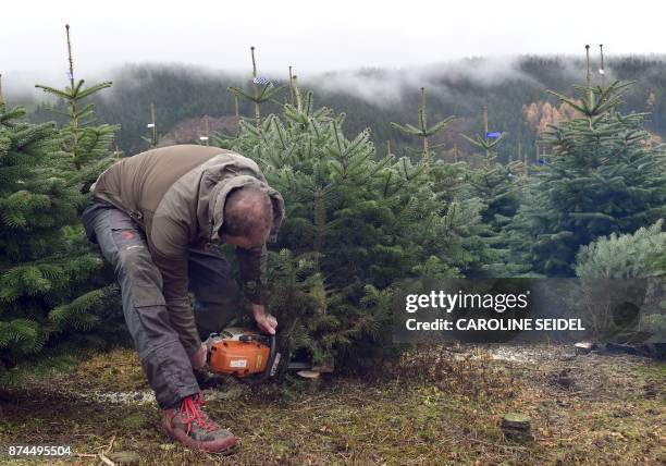 Worker cuts a tree on November 15, 2017 at a plantation in Schmallenberg, western Germany as the Christmas tree season begins for the Christmas...