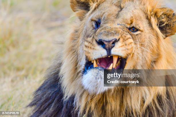 lion in the wild. snarling and roaring. - grumpy old man stock pictures, royalty-free photos & images