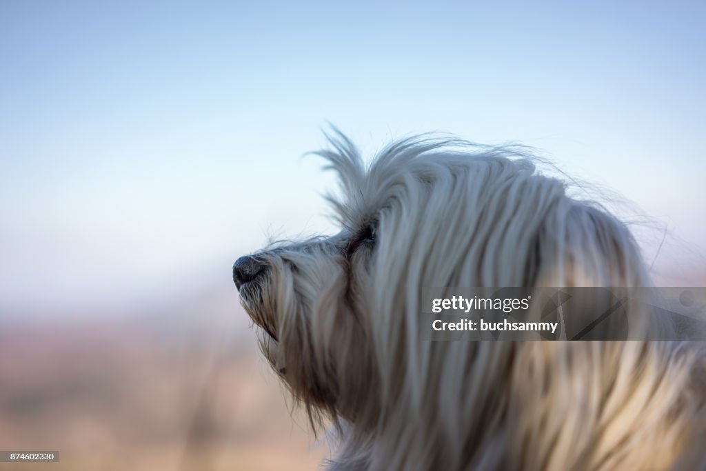 Hund