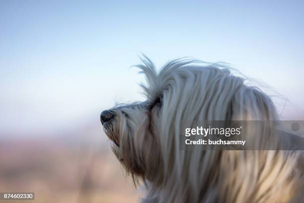 hund - havanese stock pictures, royalty-free photos & images