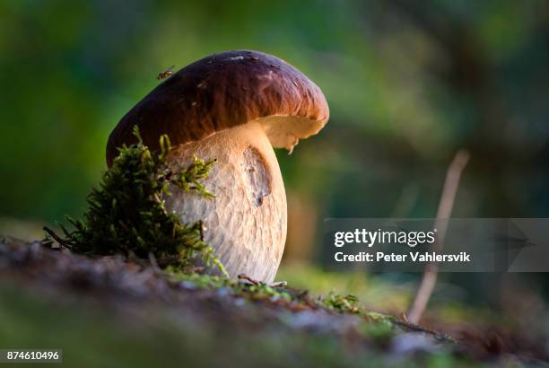 cèpes à la lumière du soir - bolet photos et images de collection