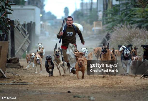 Cesar Millan who owns " The Dog Psychology Center of Los Angeles, just after dawn in an alley in downtown Los Angeles exercises more than 30 dogs,...