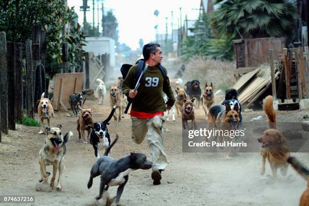 Cesar Millan who owns " The Dog Psychology Center of Los Angeles, just after dawn in an alley in downtown Los Angeles exercises more than 30 dogs,...