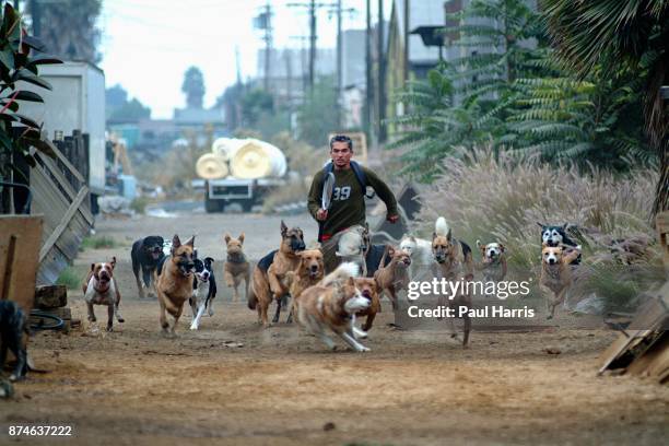 Cesar Millan who owns " The Dog Psychology Center of Los Angeles, just after dawn in an alley in downtown Los Angeles exercises more than 30 dogs,...