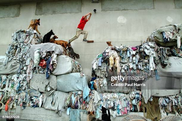 Cesar Millan who owns " The Dog Psychology Center of Los Angeles, undergoing psychological correction in a factory on October 22, 2002 in Los...