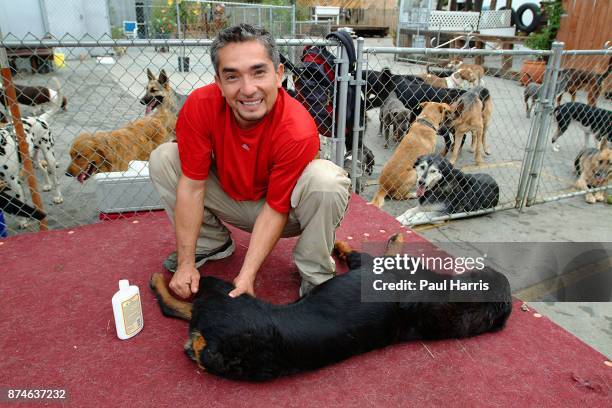 Cesar Millan who owns " The Dog Psychology Center of Los Angeles, undergoing psychological correction in a factory on October 22, 2002 in Los...