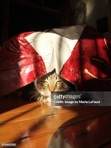 cat hiding under a torn shopping bag - cat hiding under bed - fotografias e filmes do acervo