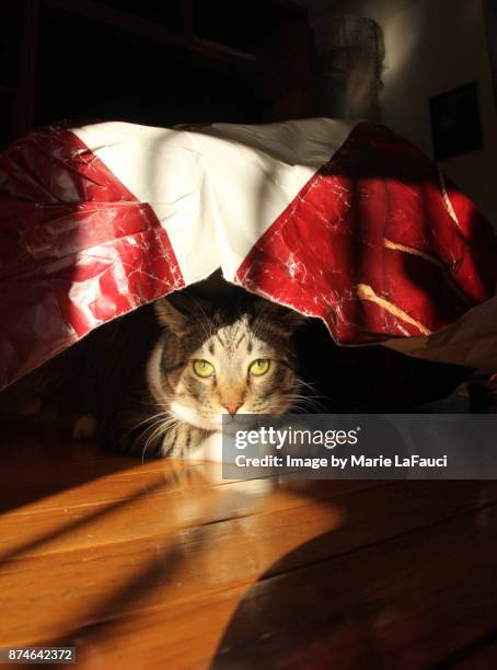 cat hiding under a torn shopping bag - cat hiding under bed stock pictures, royalty-free photos & images