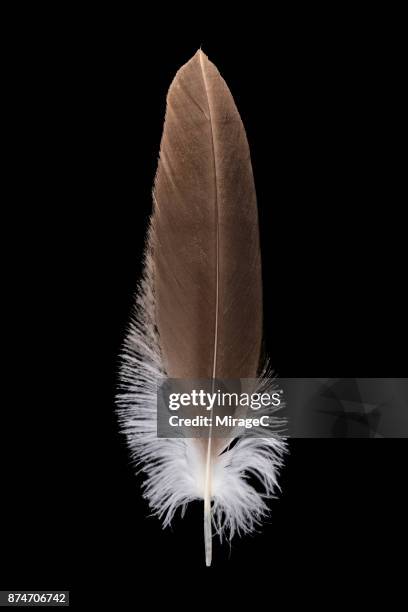 eagle feather on black background - federn stock-fotos und bilder