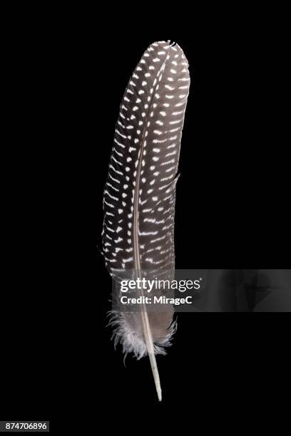 guinea fowl feather on black background - guineafowl stock-fotos und bilder